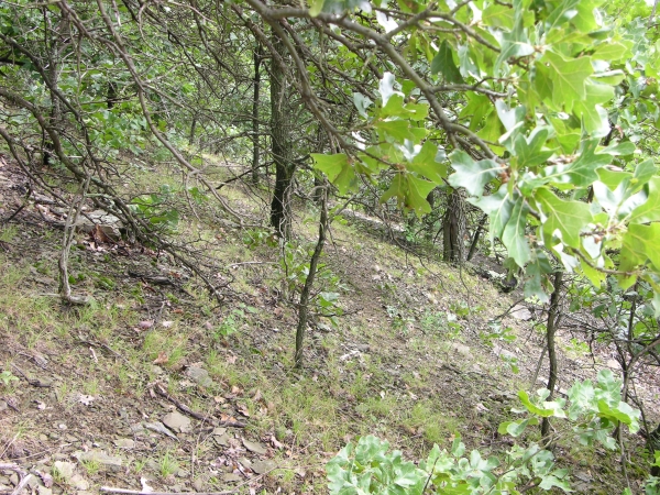 Steep, rocky slope with oak trees