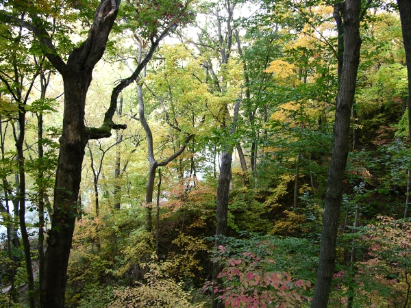 Wooded hillside in autumn