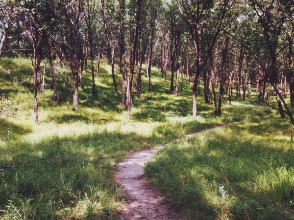 Path through inland side of dunes
