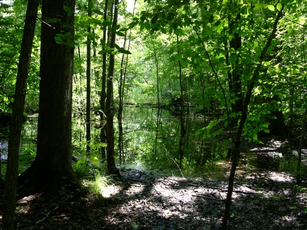 Pond in Preserve Interior