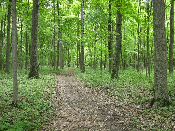 Trail through interior of mature woods