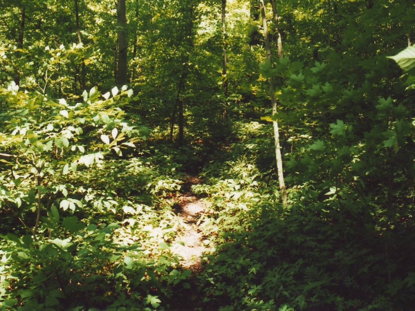 Trail through forest interior