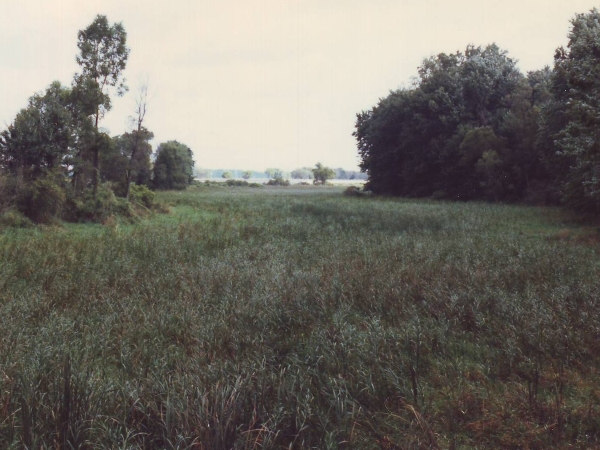 View of marsh, looking toward Eagle Marsh Preserve