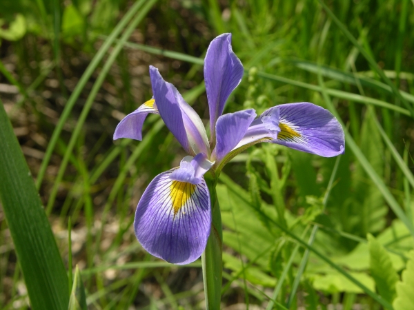 Blue Flag Iris blossom