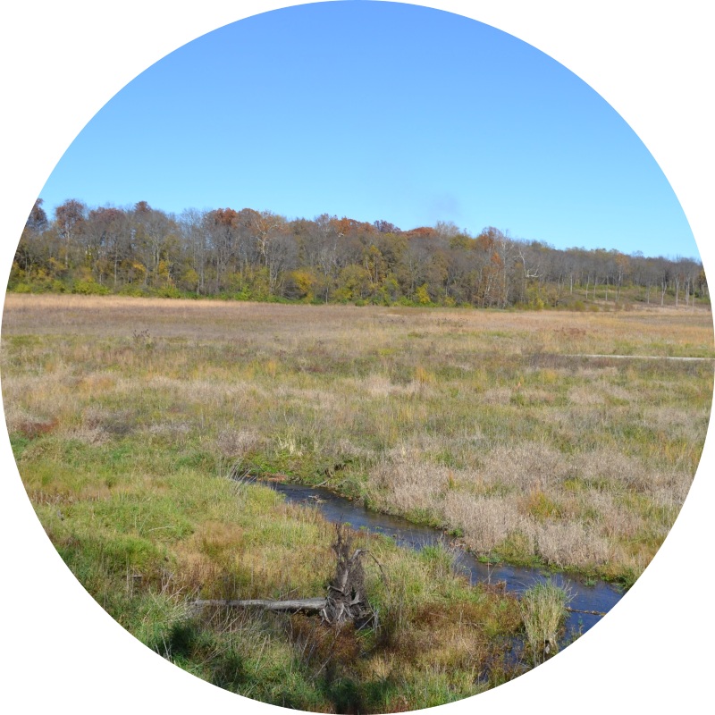 image overlooking a prairie filled with tall grasses and trees in the background